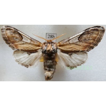 Notodonta ziczac (Linnaeus, 1758) male Czech28b